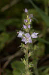 Common gypsyweed